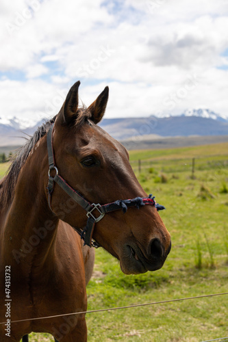 horse in the field with snowy mountain backdrop