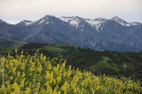 Yellow Lupin flowers in the mountains