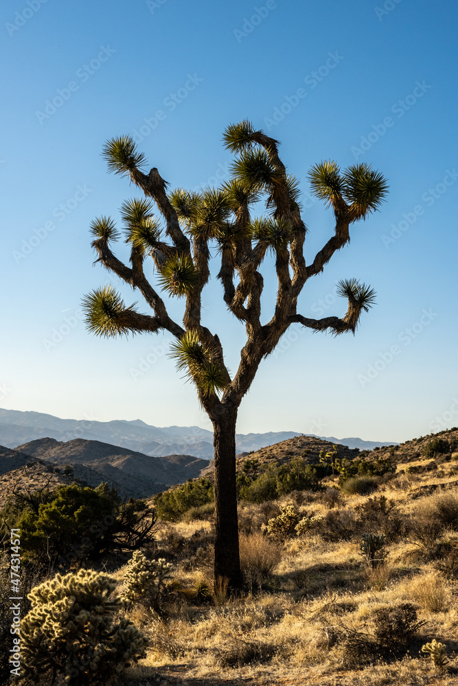 Thin Joshua Tree With Not Much Growth On The Branches Thin Joshua Tree With Not Much Growth On The Branches