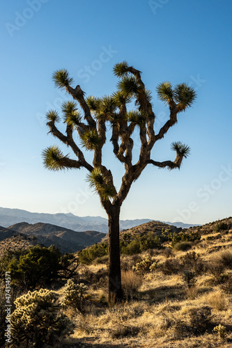 Thin Joshua Tree With Not Much Growth On The Branches