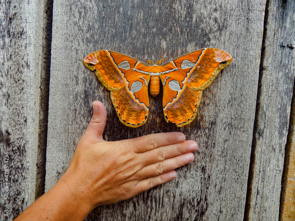 Obraz premium orange butterfly