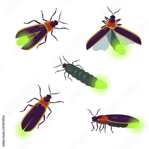 Vector set of firefly beetle drawings with different angles isolated on white background.