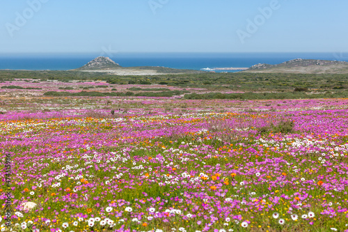 Wildflowers in the West Coast National Park photo