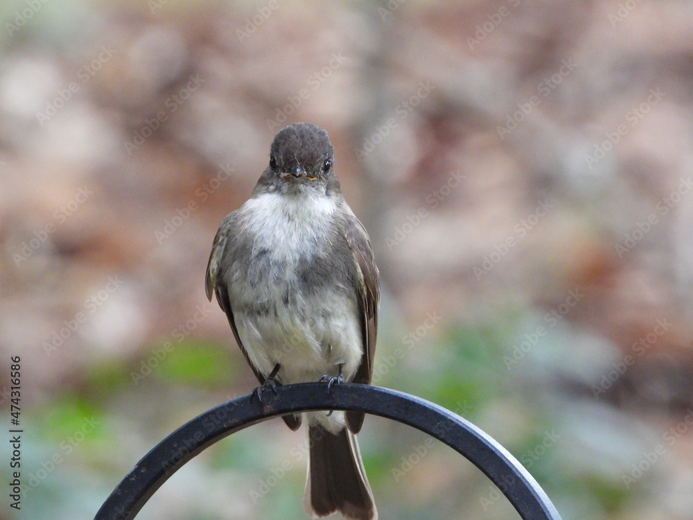 Fototapeta premium Eastern Phoebe
