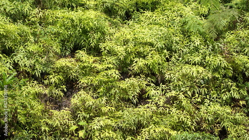 Vegetation on the bank of the Santiago River in the jungle near Playa del Oro, Ecuador