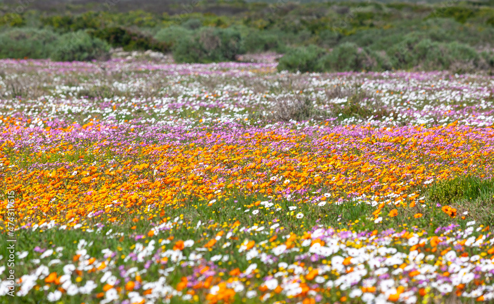 Wildflowers in the West Coast National Park