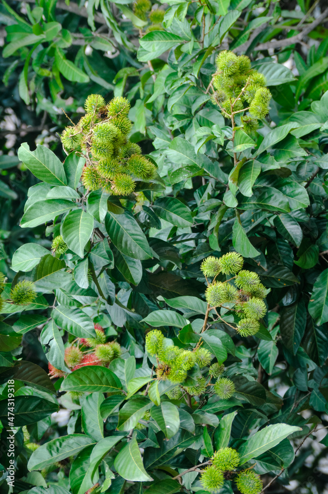 young rambutan fruits and green leaves