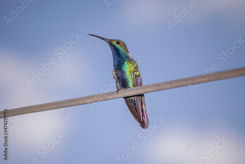 Colibrí Inca ventrivioleta (Coeligena helianthea) photo