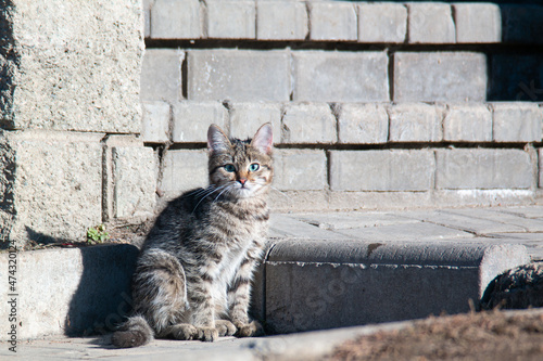 Street young tabby cat sits in front of stairs