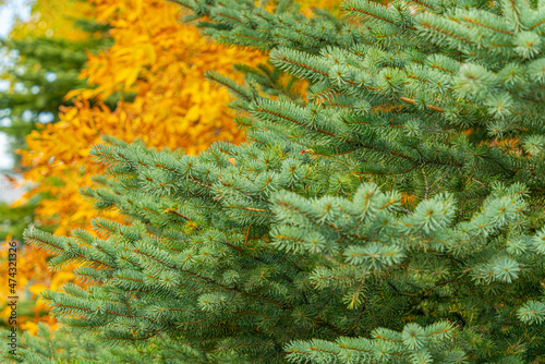 Evergreen tree with brown fall leaves in a park