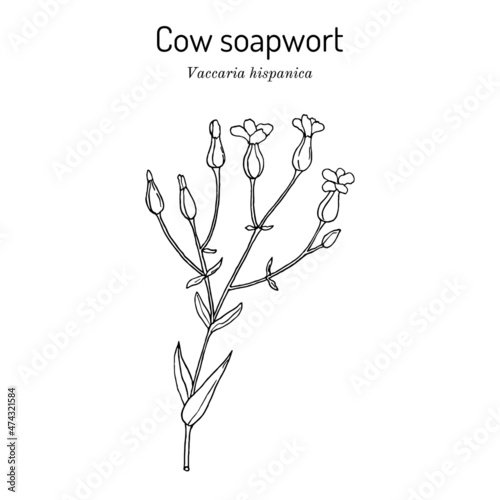 Cow soapwort or cowherb Vaccaria hispanica , medicinal plant
