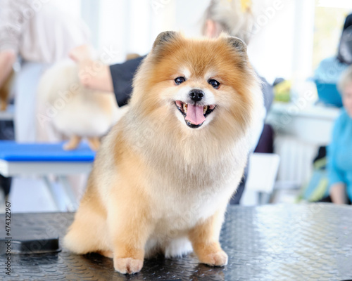 Popular haircut of a pomeranian dog in an animal beauty salon sitting on a grooming table
