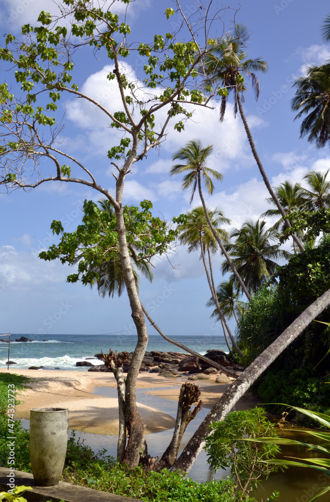 Sri Lanka, palm trees on the shore of the Indian ocean