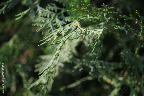 close up of a needles