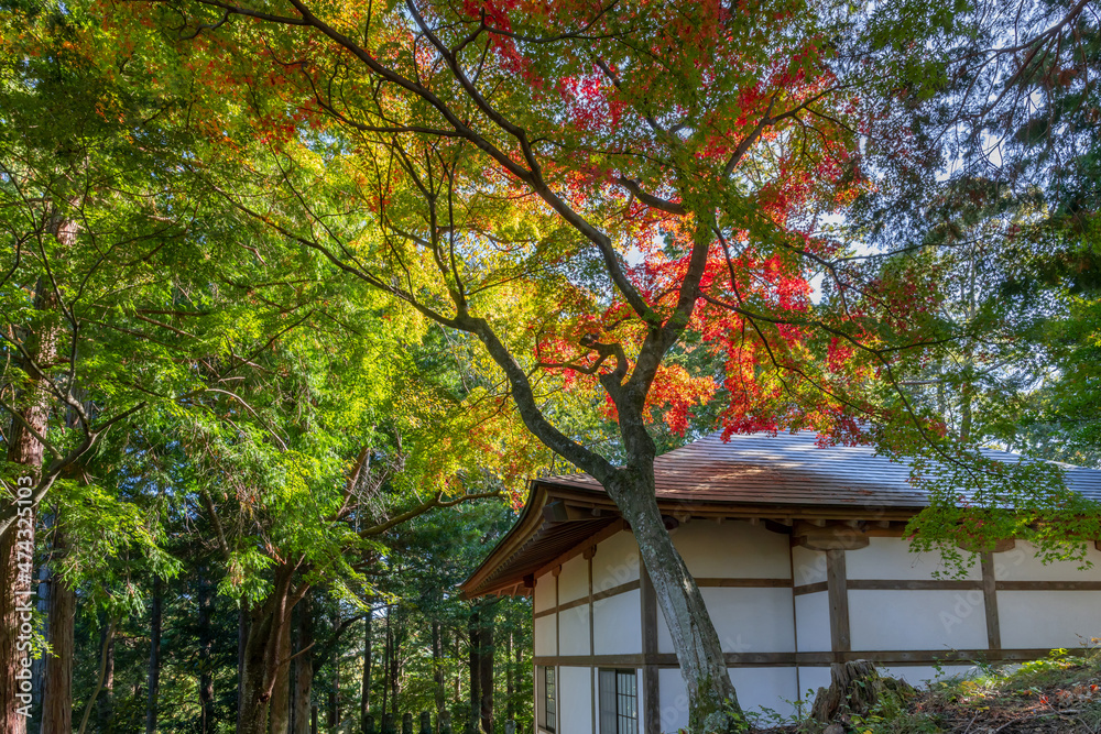 静岡県伊豆市　修善寺自然公園もみじ林