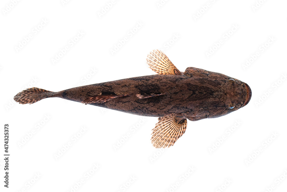 Image of fresh goby fish on a white background. Aquatic animals. Image of fresh goby fish on a white background. Aquatic animals.