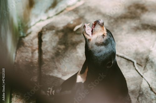 Big bear open mouth for eating food from feeding 