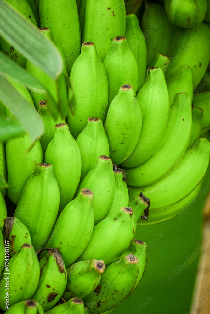 Unripe bananas in the jungle close up. Green raw bananas or plantain in nature. 