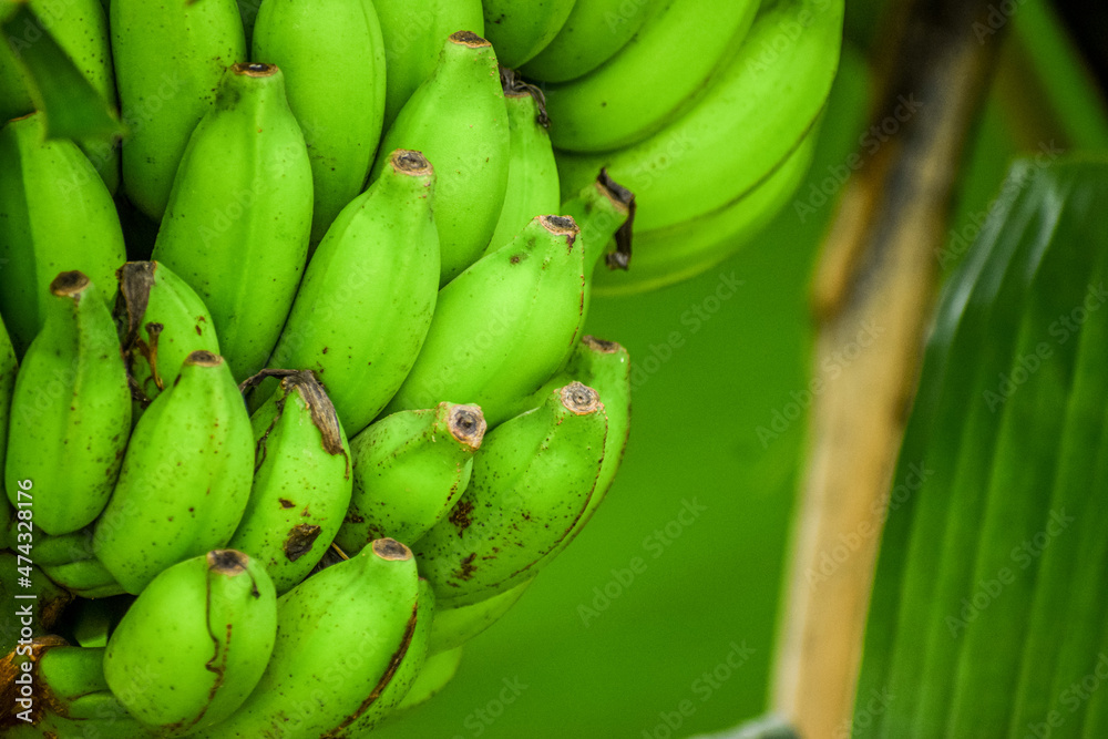 Unripe bananas in the jungle close up. Green raw bananas or plantain in nature. 