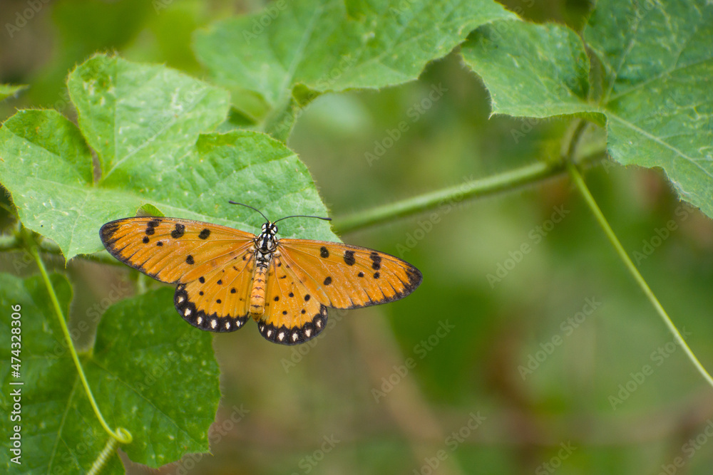 Beautiful butterfly resting on a leaf, nature background. Beautiful butterfly resting on a leaf, nature background.