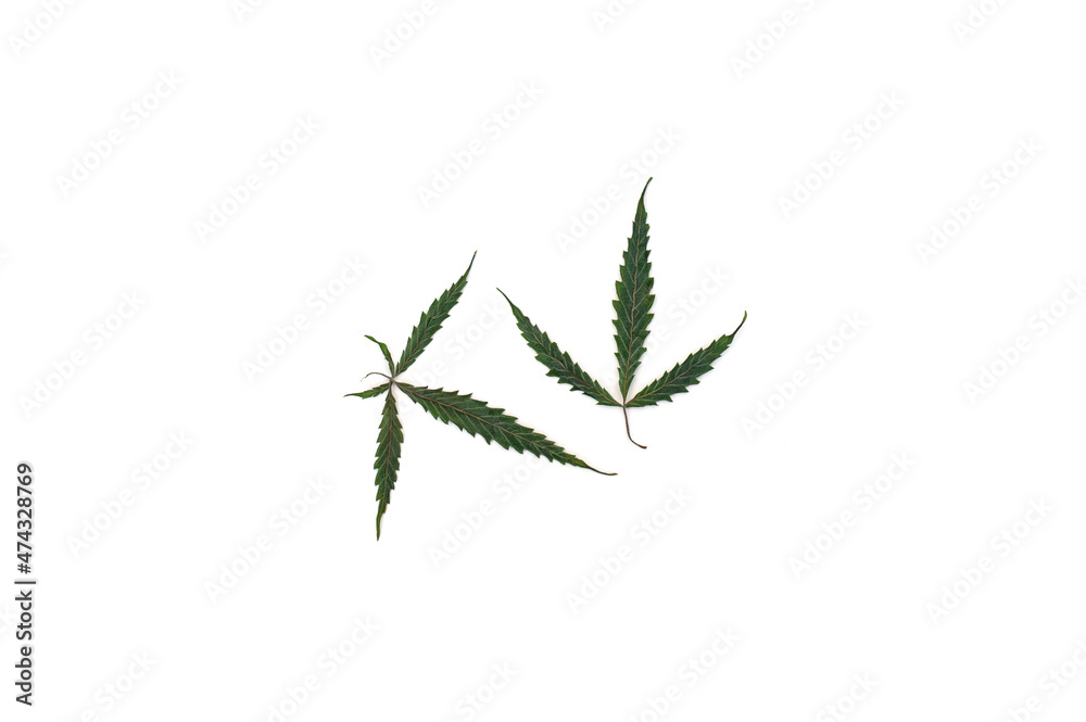 Dried cannabis leaves isolated on white background. Dried cannabis leaves isolated on white background.