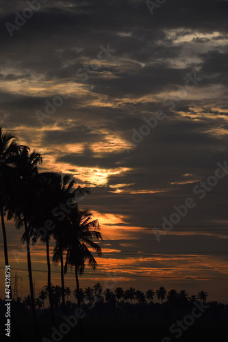 Palm trees with sunset bright sky backlight. Silhouette coconut trees near the fields. Nature landscape.