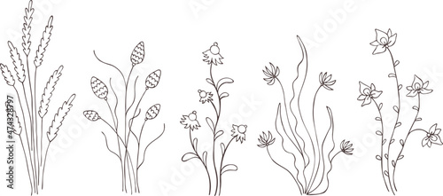 Hand drawn abstract vector set of plants, Flowers, herbs. Isolated. Close-up. Eps Vintage art, outline silhouette on transparent background. Template for t shirt