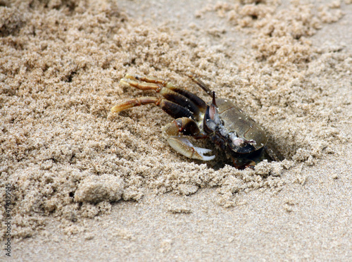 Horned ghost crab or horn-eyed ghost crab  Ocypode ceratophthalmus  on a beach in Goa  India     pix SShukla 