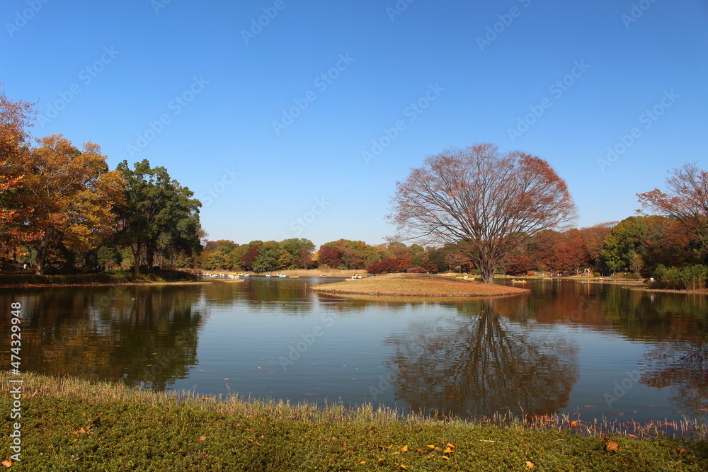 Fototapeta premium 見事に染まる紅葉の木と池 昭和記念公園