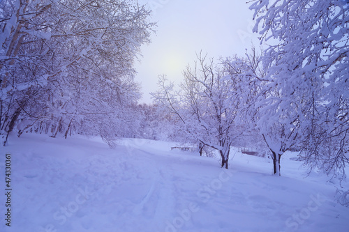 Winter landscape, snow covered trees