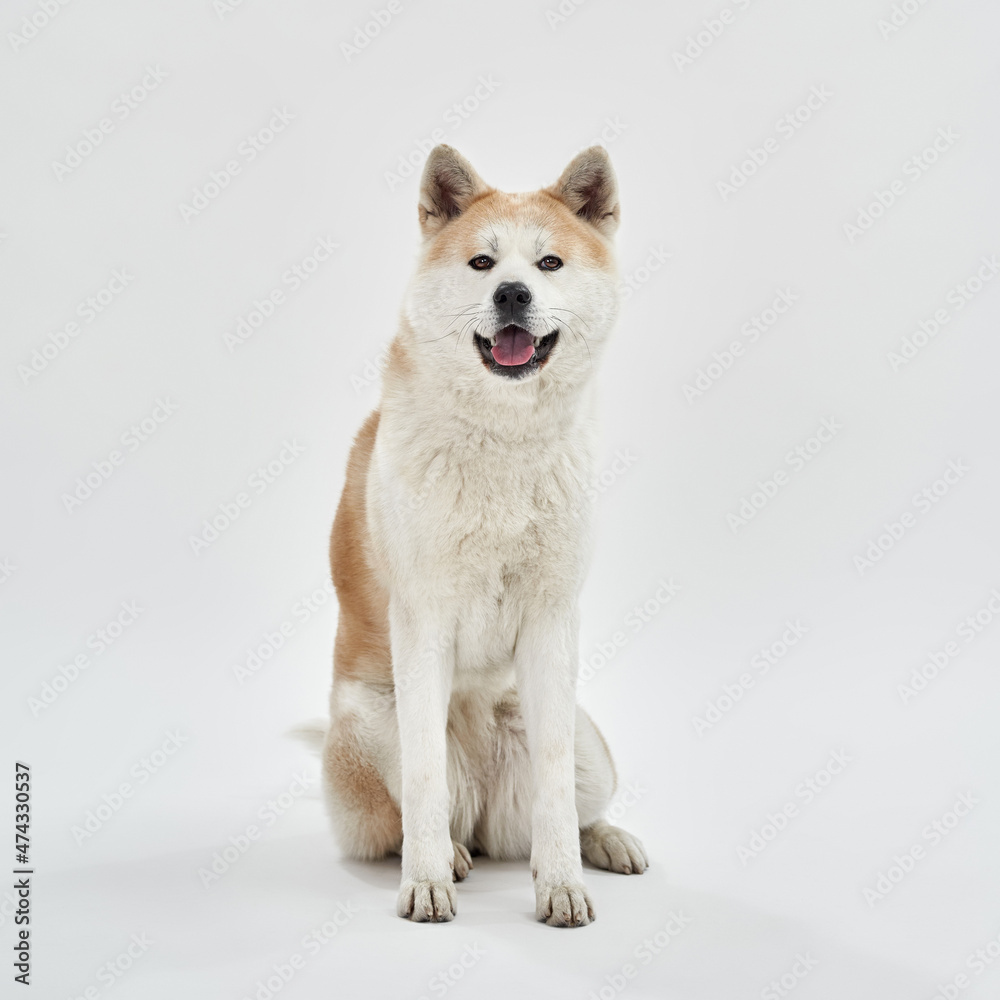 Front view of Shiba Inu dog sit and look at camera