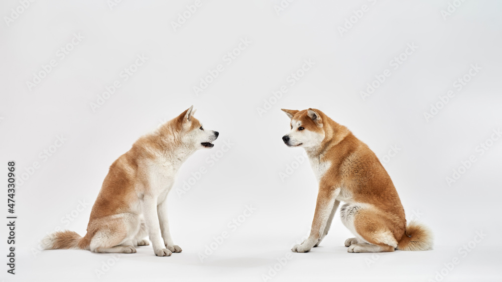 Shiba Inu dogs sitting and looking at each other Shiba Inu dogs sitting and looking at each other