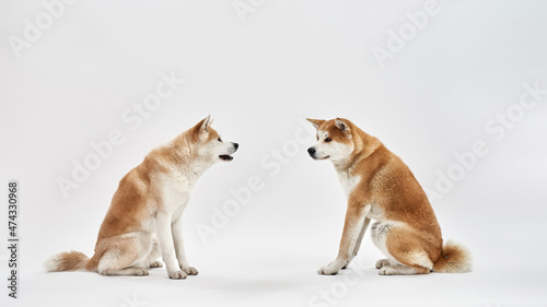 Shiba Inu dogs sitting and looking at each other