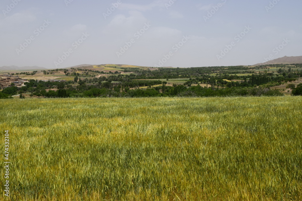 Green Fields in the beginning of Summer Green Fields in the beginning of Summer
