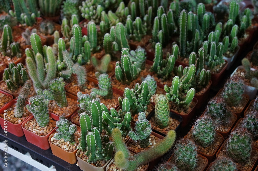 small cactus different colors growing in pots small cactus different colors growing in pots