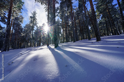 Blanket of freshly fallen snow on the forest floor and rays of sunlight through the trees. Guadarrama Madrid.