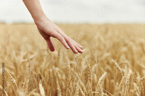 hand spikelets of wheat harvesting organic endless field