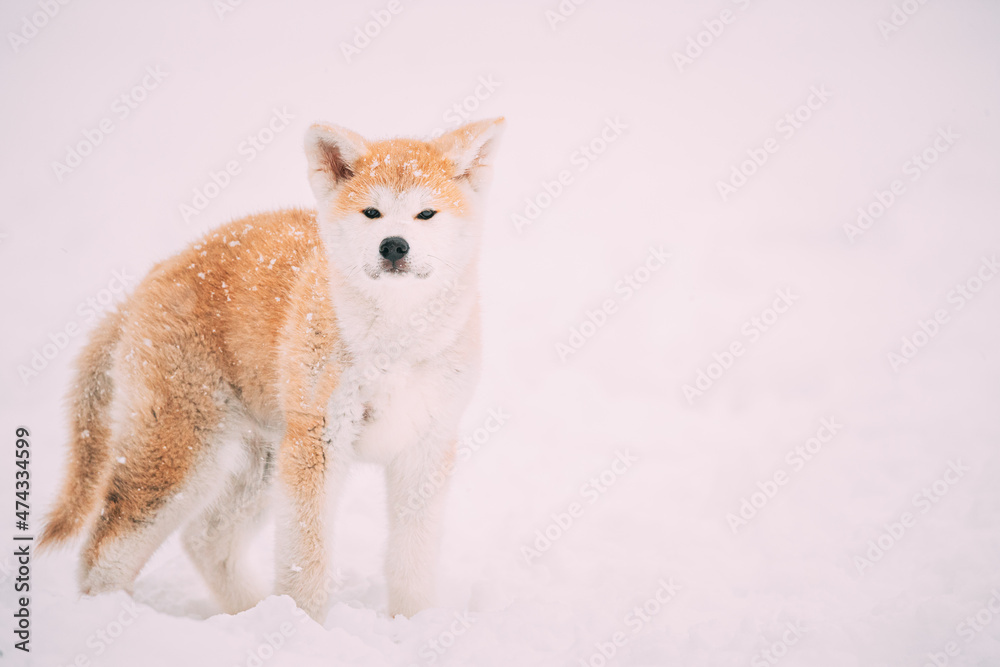 Puppy Of Akita Dog Or Akita Inu, Japanese Akita Standing In Snow At Winter Day. The Akita Is A Large Breed Of Dog Originating From The Mountainous Northern Regions Of Japan.