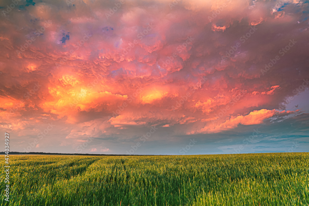 Sunset Dramatic Sky Over Rural Green Wheat Field. Spring Season. Altered Sunrise Sky