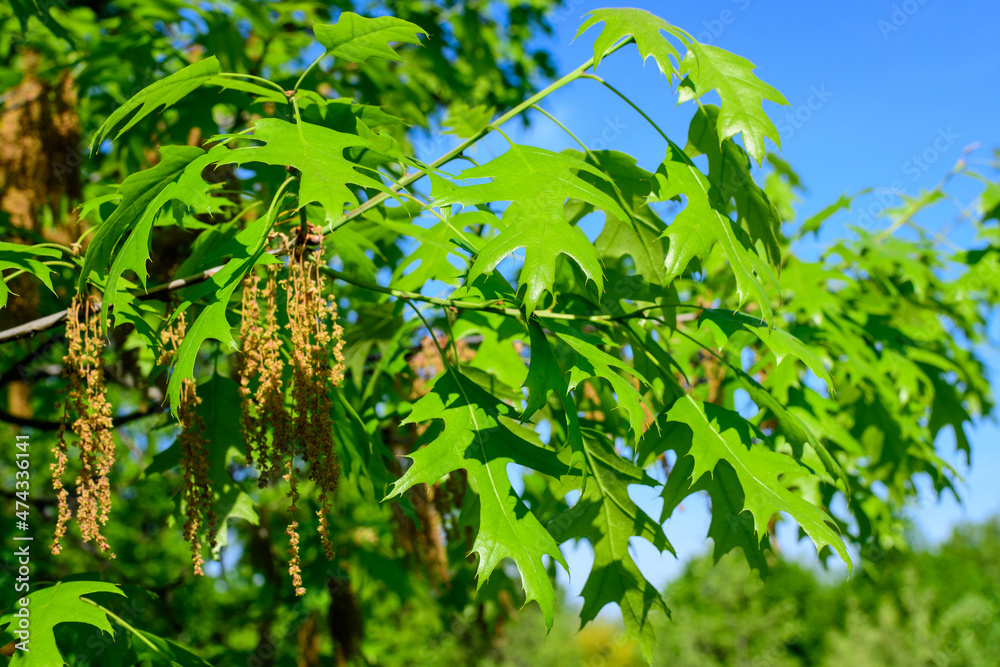 Obraz premium Delicate small vivid green leaves of oak tree in a sunny spring garden, beautiful outdoor monochrome background photographed with selective focus.