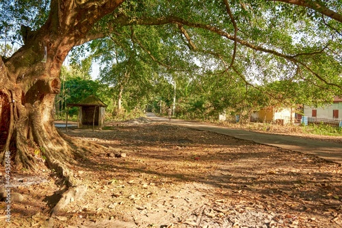 Rural India