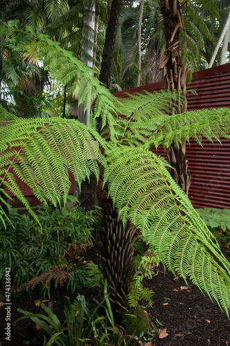 Sydney Australia, tropical fern on a damp overcast day