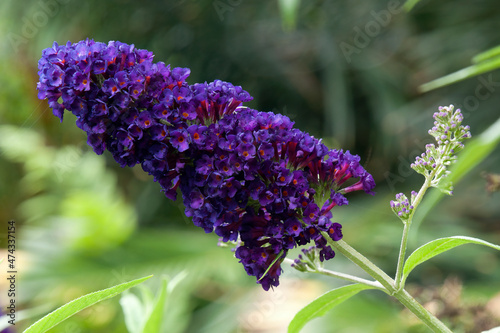 Sydney Australia, purple flowerhead of a  buddleja davidii 'black knight' bush  photo