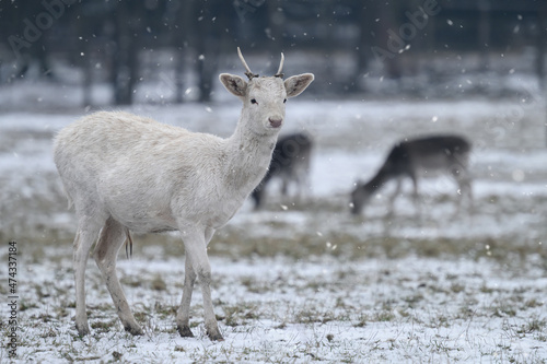 Forest deer graze on a snowy meadow.