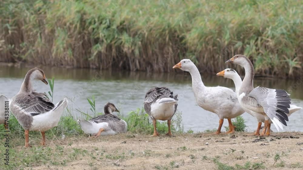 A flock of domestic geese spends time on the shore of the lake. Birds communicate, eat, stretch their wings, graze. Summer village landscape. A flock of domestic geese spends time on the shore of the lake. Birds communicate, eat, stretch their wings, graze. Summer village landscape.