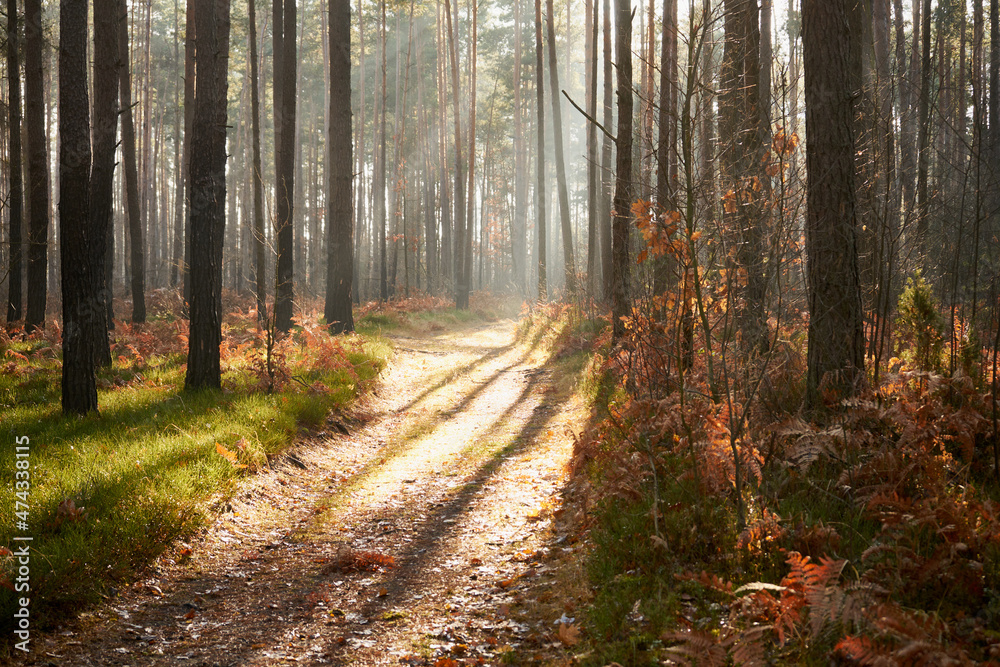 Fototapeta premium leśna ścieżka we mgle