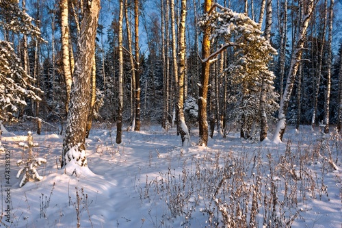 In the winter forest, all the trees are covered with snow