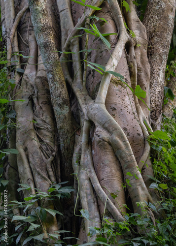 Detail of a strangler fig tree or ficus growing around another trunk in tropical forest, Chiang Dao, Chiang Mai, Thailand © Cyril Redor