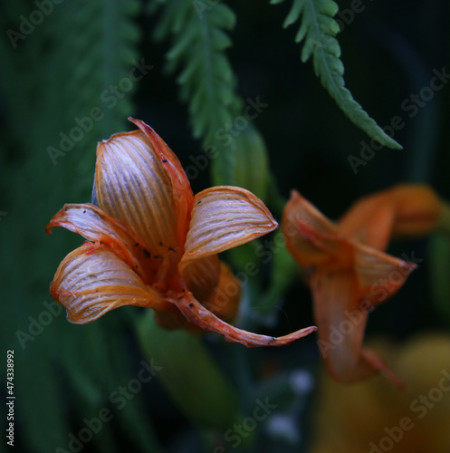 Very beautiful red lily flower close up photo