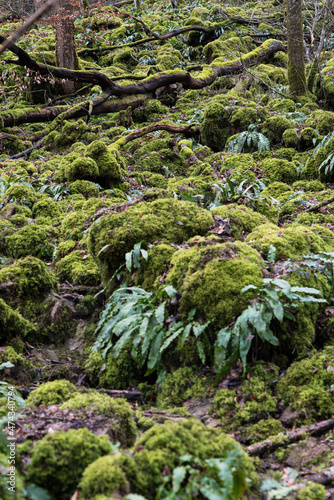 moss covered rocks in cold rainforest